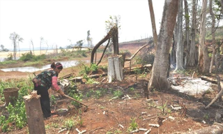 Rừng được giao cho Công ty CP Kiến Trúc Mới bị người dân chặt phá làm nương rẫy. Ảnh: Lữ Hồ.