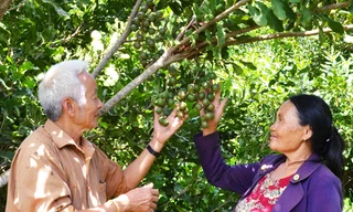 Vợ chồng ông Đại với 1 cây mắc ca đang chín.