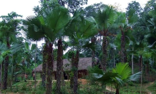 Nhà người Mông lẫn trong rừng cọ.