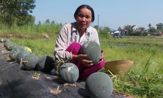 Báo Hà Nội Mới thừa nhận đưa tin sai vụ 'ăn chặn dưa hấu'