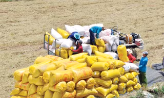 Xuất khẩu gạo vẫn thiếu tính bền vững, do thiếu các vùng liên kết nguyên liệu. Ảnh: Hòa Hội.