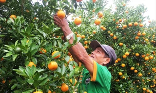 Ông Nguyễn Viết Dũng phấn khởi vì quất bội thu. Ảnh: Trần Loan.