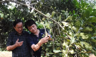 3.000 tỷ đồng phát triển mắc ca và cây công nghiệp tại Đắk Nông