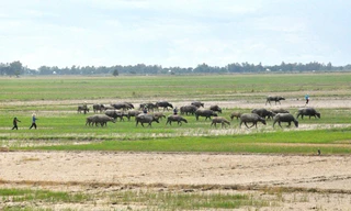 Cánh đồng ruộng đã thu hoạch lúa vụ 2 xong nhưng đến giờ khô cằn. Ảnh: Việt Văn