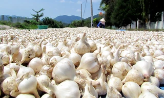 Phơi tỏi vừa thu hoạch ở thôn Ninh Yển, xã Ninh Phước