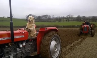 Rambo đang lái máy kéo.