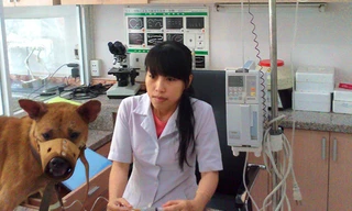 Chó quý tộc bạc tỉ, dùng đồ hiệu, nằm điều hòa