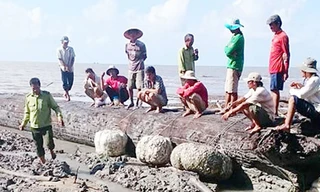 Bị chôn vùi hàng chục năm ở cửa biển nhưng gỗ cây còn nguyên vẹn. Ảnh: C.M.