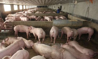 Thịt lợn hơi rớt giá thê thảm.