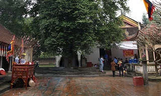 Hai cây thị khổng lồ được công nhận cây di sản