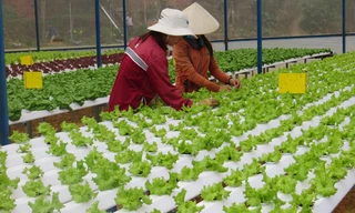 TPHCM đang vận động hộ nong nghiệp, tổ hợp tác, trang trại chuyển đổi thành doanh nghiệp