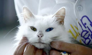 Cảnh giác với tình yêu... mèo