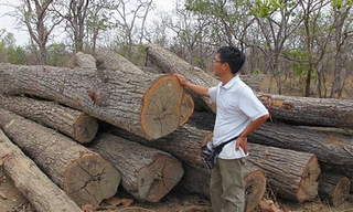 Quyền giám đốc VQG Yok Đôn lộng quyền