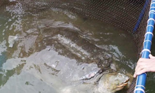 Đã có kết quả xét nghiệm ADN Rùa Hồ Gươm