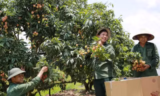 Hải Dương lần đầu tổ chức Lễ hội vải thiều Thanh Hà