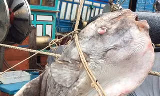 Ngư dân Nghệ An bắt được cá mặt trăng gần 1 tấn