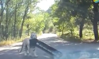 Con hổ giật phần mui xe của khách tham quan.