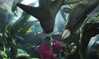 Thợ lặn tử vong do bị cá đuối tấn công 