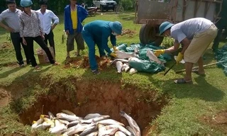 Đào hố chôn cá chết hôm 15/5.