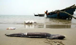 Cá chết ở Đà Nẵng có thể do hải lưu đưa vào