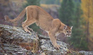 Mẹ liều mình chống lại sư tử núi để cứu con trai 5 tuổi