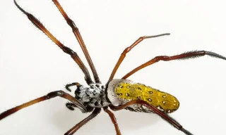 Nhện chuối độc phân bố nhiều ở Brazil.