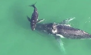 Cá voi lưng gù con bơi quanh để tìm cách giải cứu mẹ.