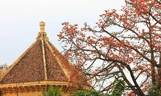 Hoa gạo nở bên mái nhà Bảo tàng Lịch sử Quốc gia.