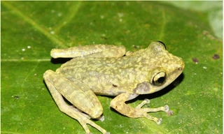 Loài ếch mới được phát hiện ở tỉnh Hòa Bình.