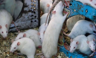 Mỹ chi gần 2 tỷ đồng để tạo ra chuột ‘nói lắp’