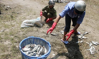 Cá nuôi gần cửa biển Huế chết hàng loạt