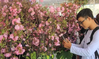 Vừa thưởng hoa anh đào, vừa trốn nóng giữa Sài thành