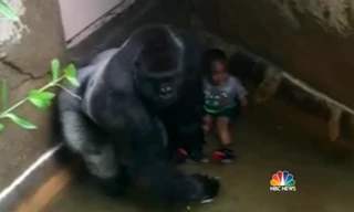 Hình ảnh chú khỉ đột và cậu bé 3 tuổi bị rơi xuống chuồng khỉ. Ảnh cắt từ clip.