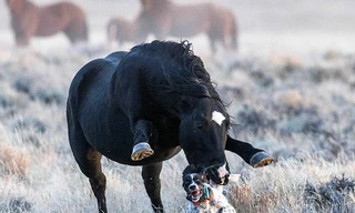 Maggie, chú chó săn giống English Setter, trải qua khoảnh khắc kinh hoàng khi cùng chủ nhân Rob Palmer (63 tuổi), một nhiếp ảnh gia động vật hoang dã, đến Sa mạc Đỏ ở tiểu bang Wyoming, miền tây Hoa Kỳ, để săn chim ưng.