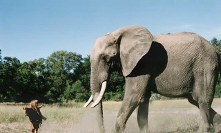 Câu chuyện về “nữ Tarzan” lớn lên cùng voi, báo châu Phi