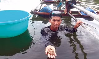 Ốc hương dễ nuôi lại lãi cao. 