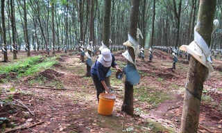 Một trong những rừng cao su của Binh đoàn 15.
