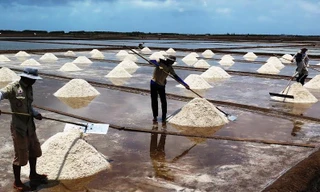 Cảnh thu hoạch muối ở Bạc Liêu.