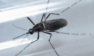 Loài muỗi edes aegypti được nghiên cứu trong phòng thí nghiệm. Ảnh: Reuters