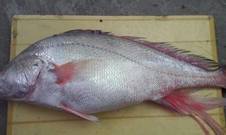 Bắt được cá nghi là sủ vàng nặng gần 6kg trên sông Hậu