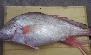 Bắt được cá nghi là sủ vàng nặng gần 6kg trên sông Hậu