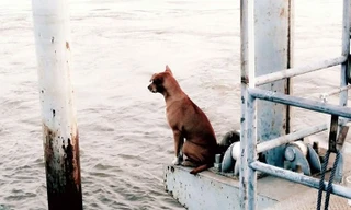 Bức ảnh cô chó đợi chủ thu hút hơn 10.000 lượt chia sẻ.