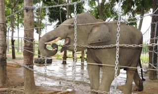 Voi Jun tại Trung tâm bảo tồn Voi Đắk Lắk