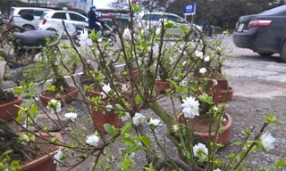 Mai trắng bonsai giá chục triệu ‘hút’ khách Thủ đô chơi Tết