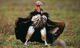 Kền kền - "anh lao công" của thế giới tự nhiên bị phim ảnh gắn mác phản diện