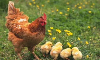 Đừng dại gây thù chuốc oán với loài gà, chúng không bao giờ quên mặt bạn đâu!