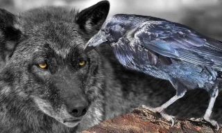 Tình bạn cổ xưa của quạ và sói dạy con người bài học về hành vi teamwork