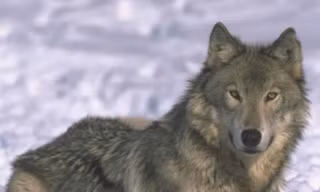 15 người bị chó lạ nguy hiểm tấn công