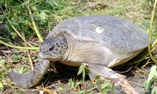 Thả rùa xanh về biển