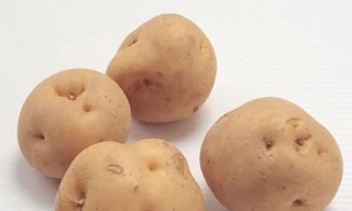 Nguy hiểm vì ăn khoai tây mọc mầm